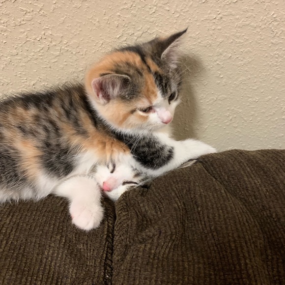 Meet your Posher, Audrey - Picture 1 of 1